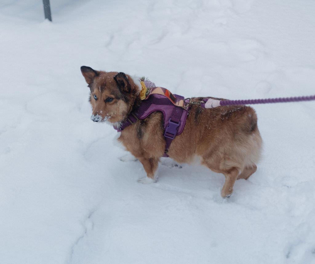 A small dog standing in the snow.