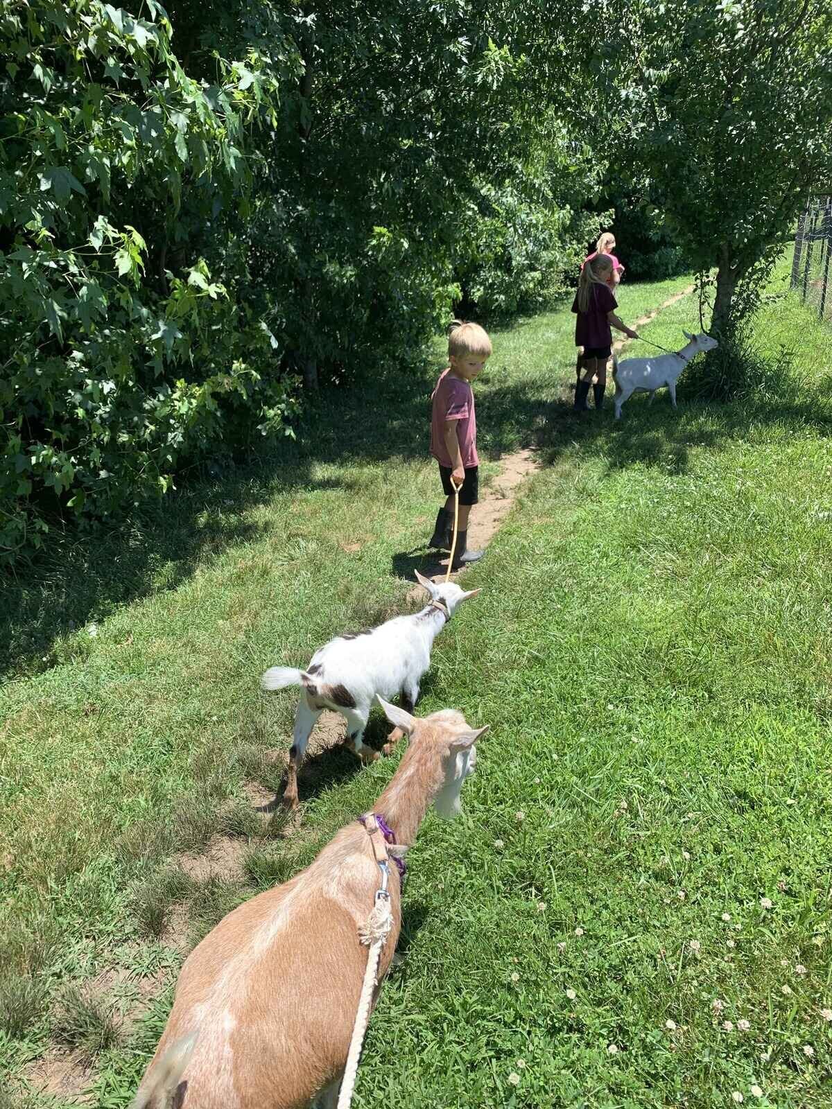 kids-walking-nigerian-dwarf-farm-goats