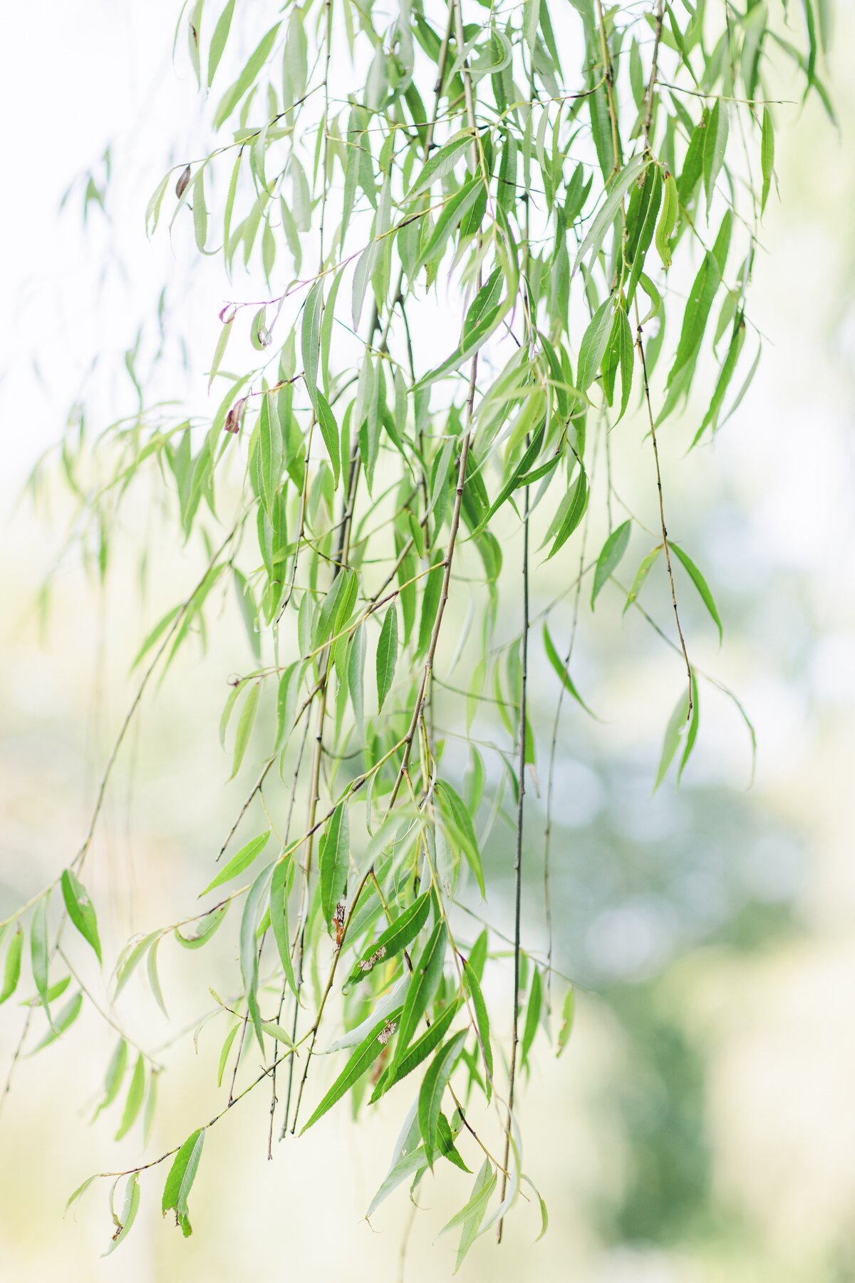 Close up of willow trees at Larz Anderson Park