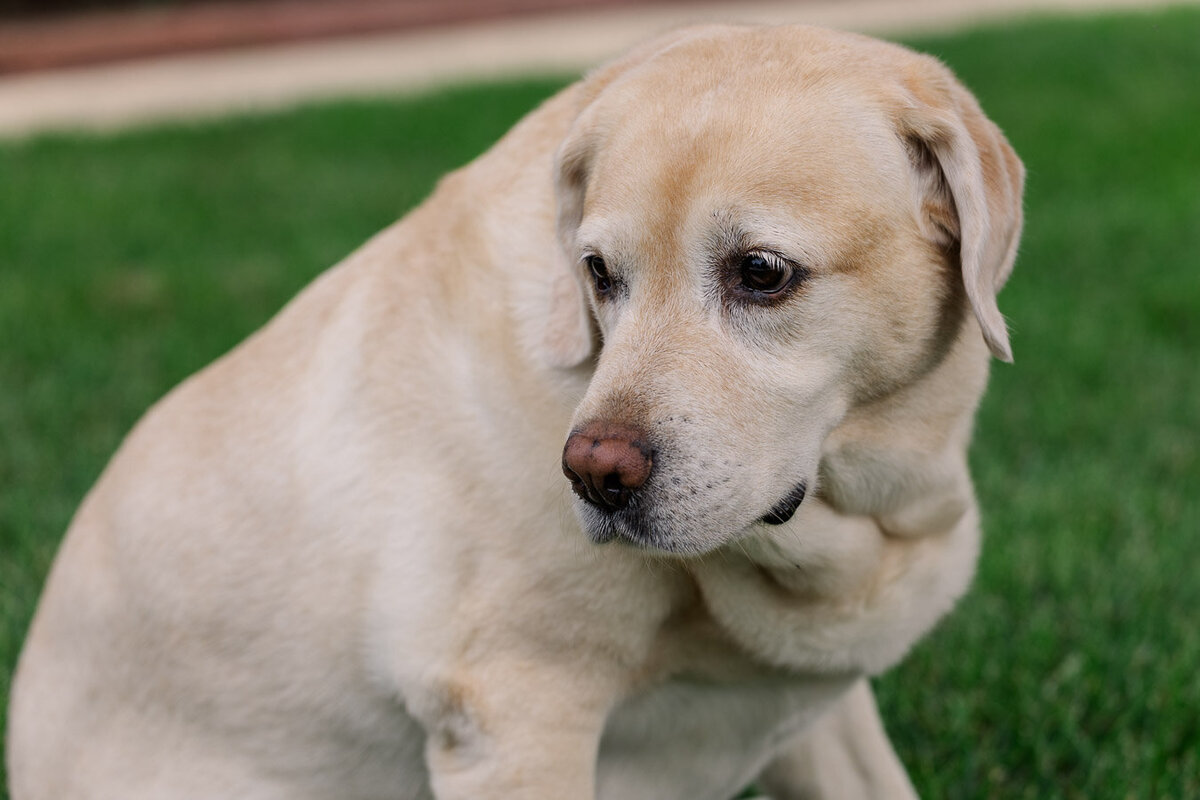 yellow-labrador-looking-down-left-14795
