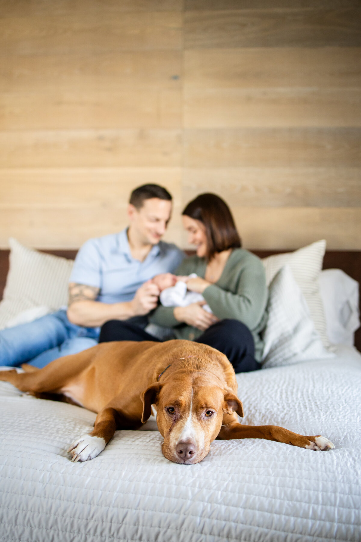 Dog laying on bed with family looking at newborn baby behind him