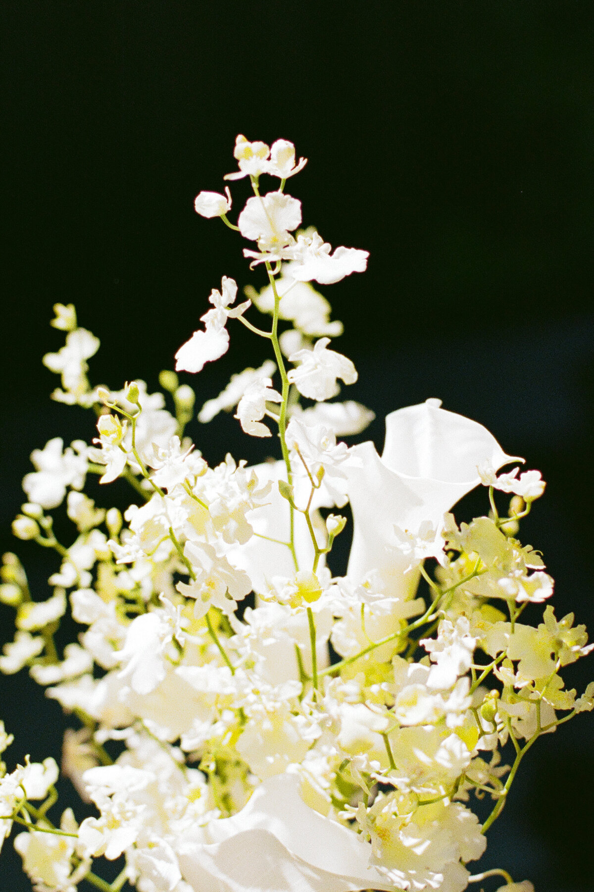 furioso-vineyard-wedding-f-212