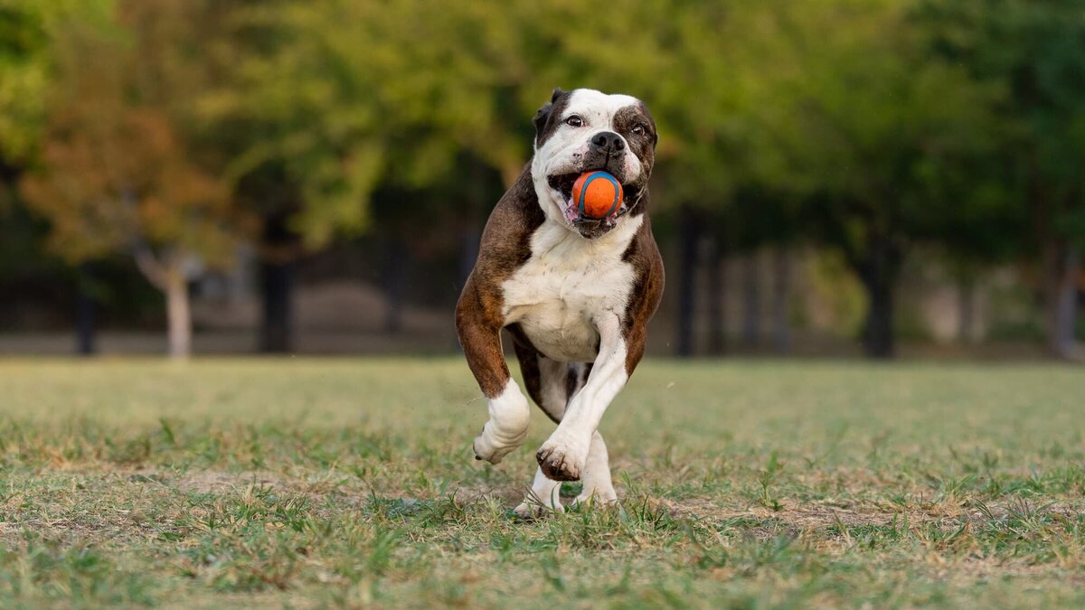 Dog running in a field with an orange ball in her mouth