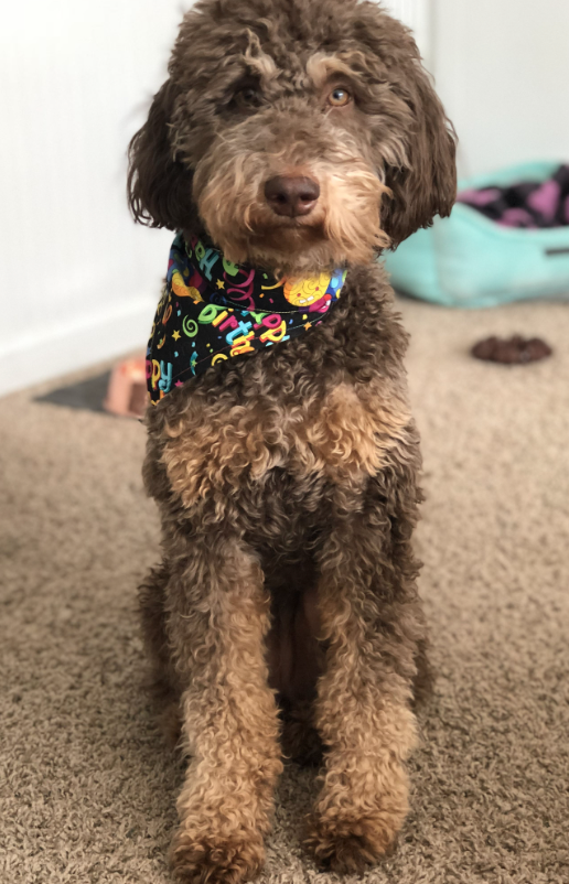 Small Country Mini Doodles Kansas City Cavapoos414966702_721139669946655_7835669853295470829_n