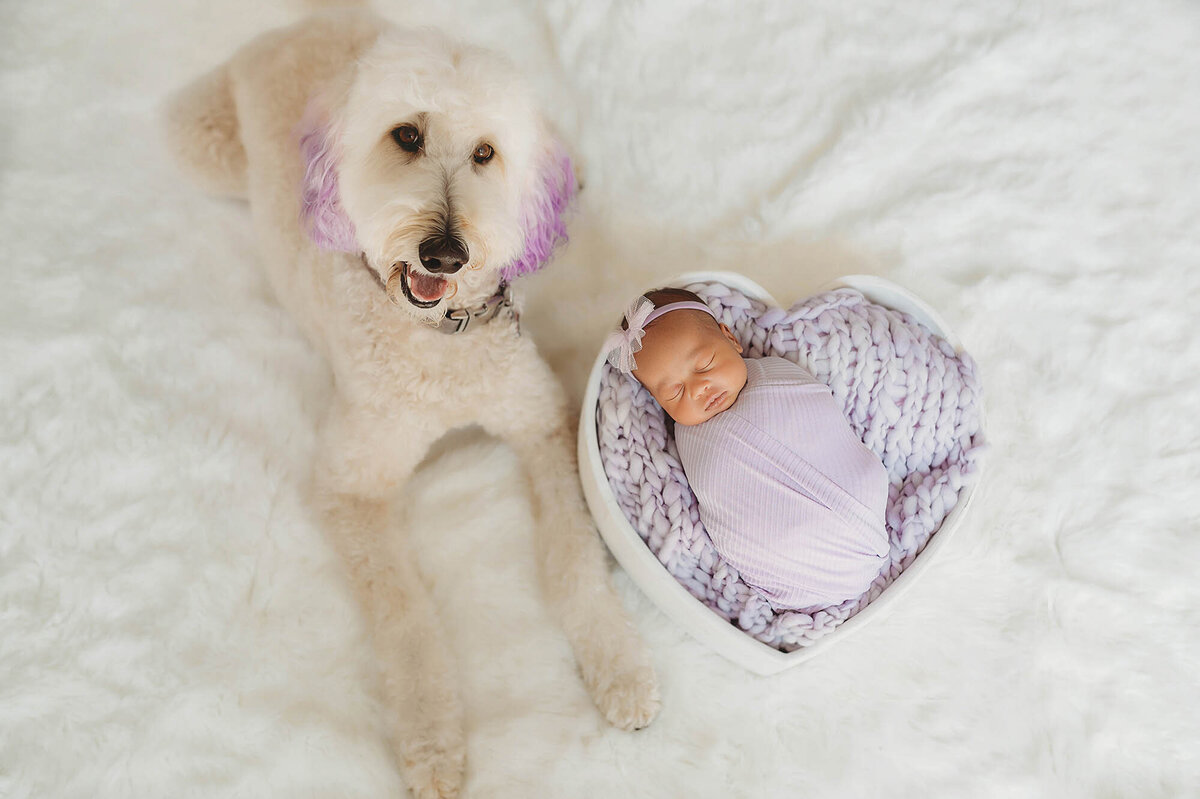 Poodle poses beside infant during Newborn Photoshoot in Charleston.