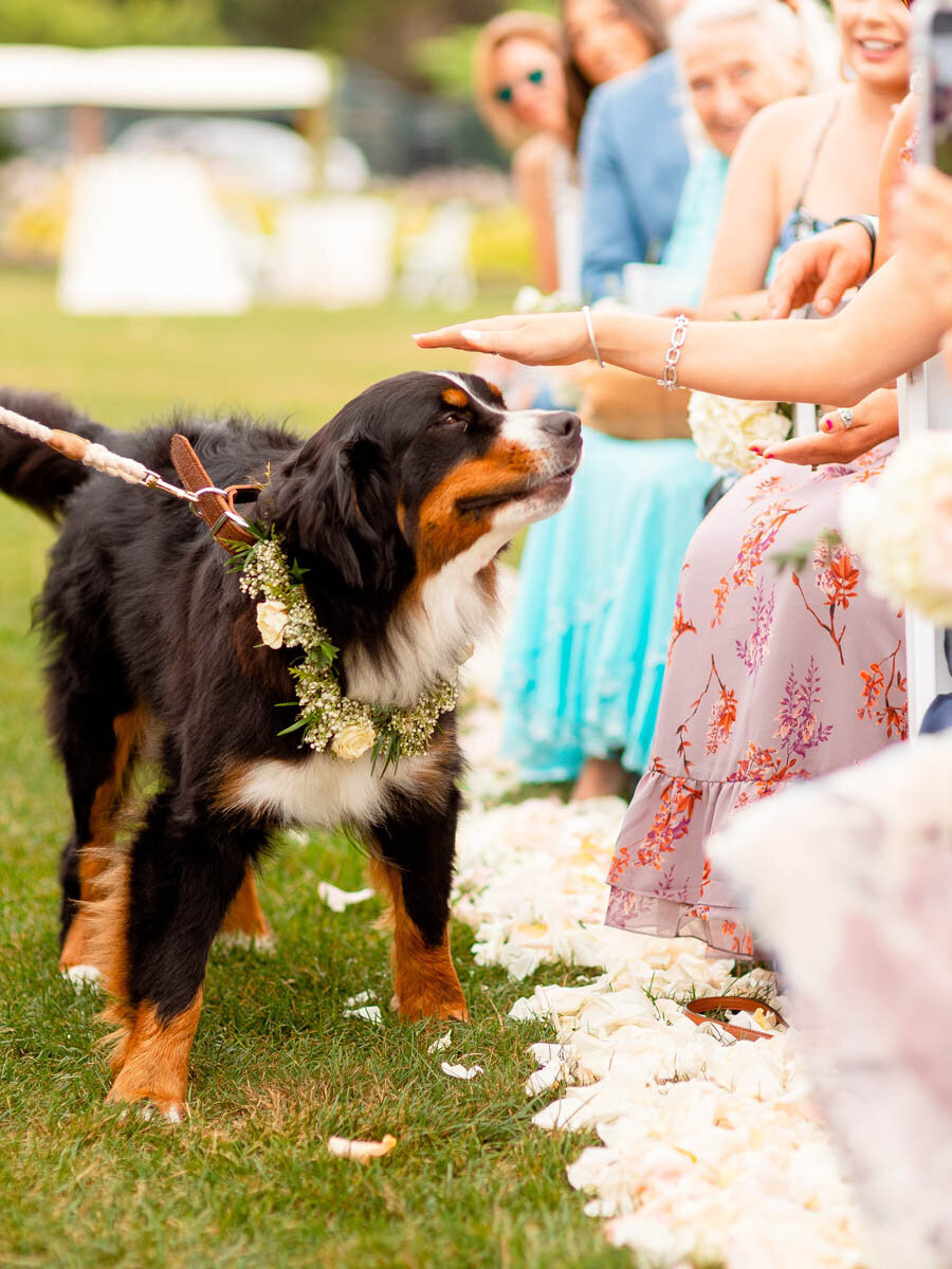 A woman reaches out to pet the flower dog as she walks up the aisle.