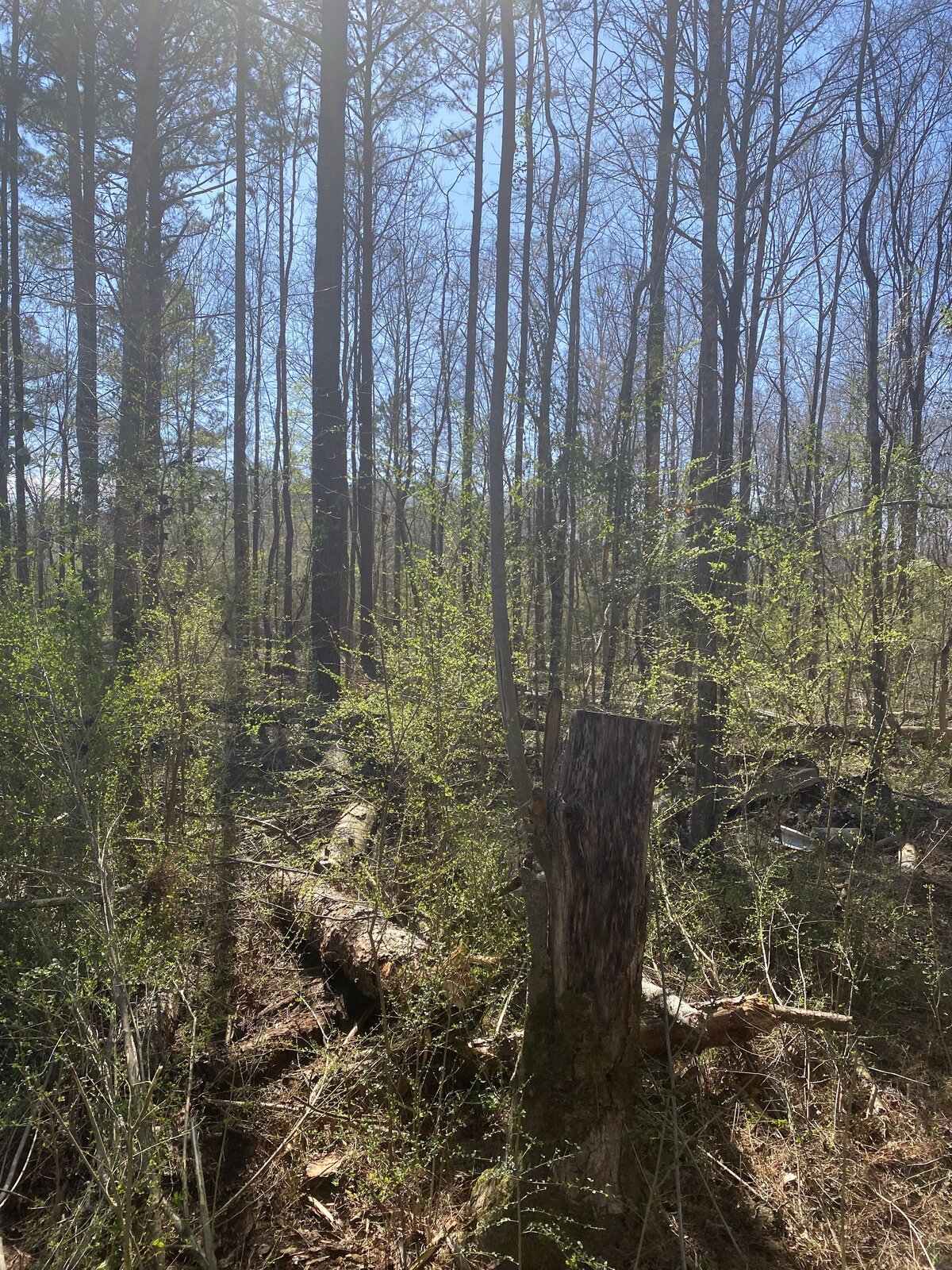 tree-stump-in-heavily-wooded-area-on-sunny-day