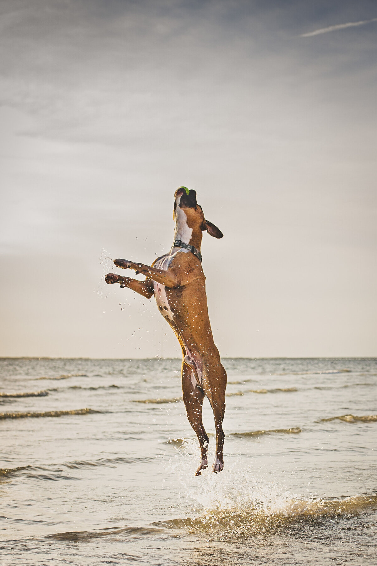 boxerdogjumpstocatchballatbeach-Jessicashawphotography-dogphotographer-petphotographer-tampapetphotography