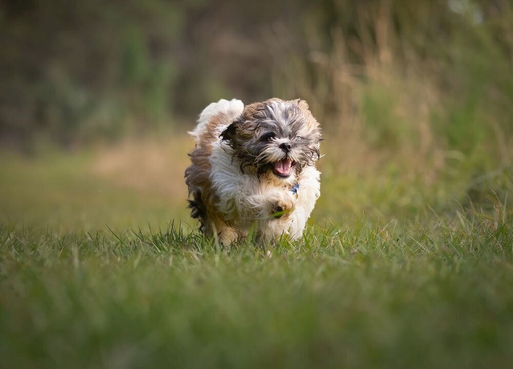 lilla-bordas-portraits-tampa-DOG-photographer1438_1