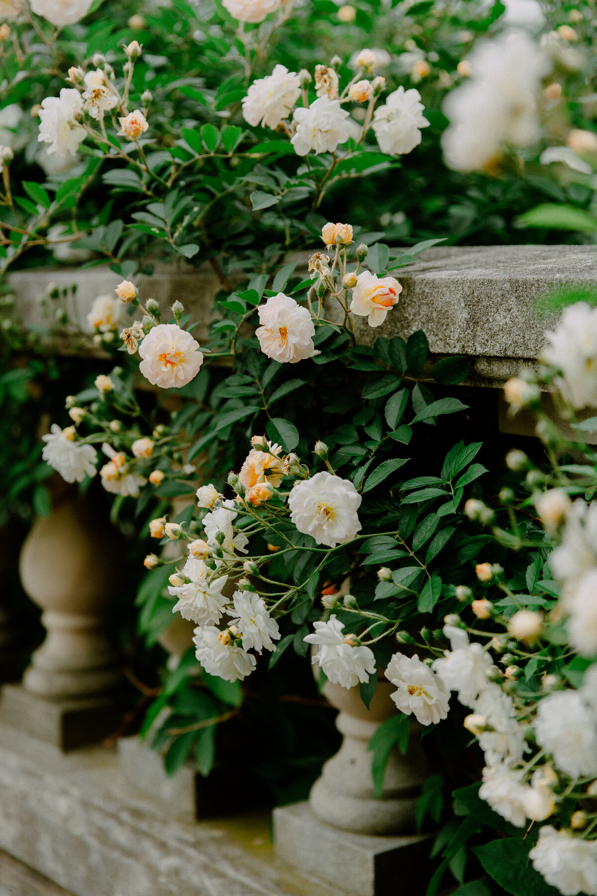Botanic Garden -  ©  Bozena Voytko Photography
