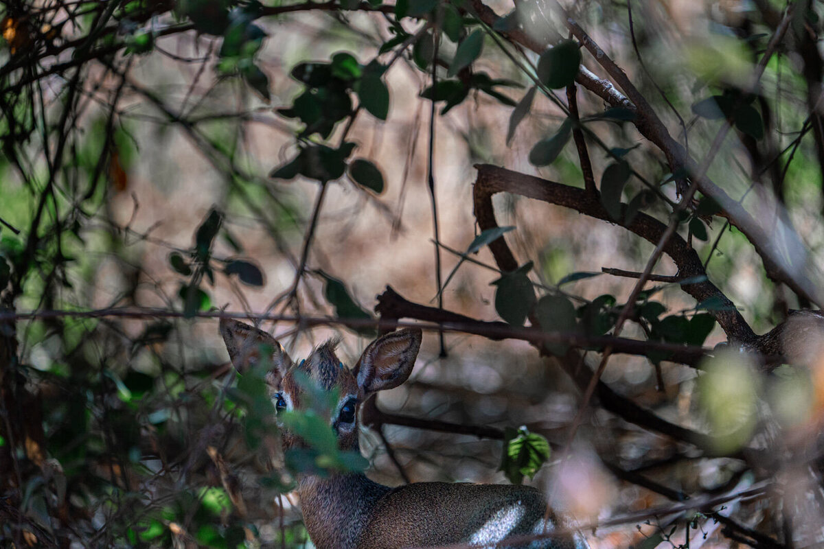 luxury-vacation-photographer-kirsten-lewis-arusha-tanzania057