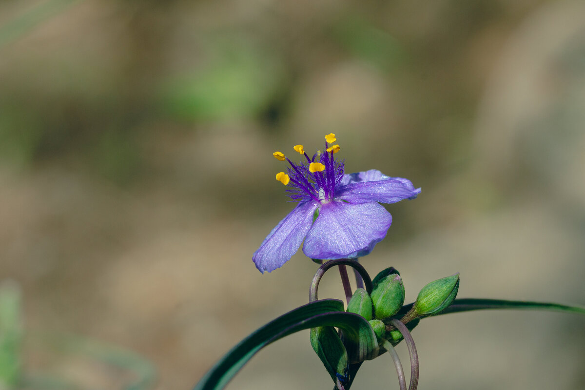 spiderwort_8196_C1