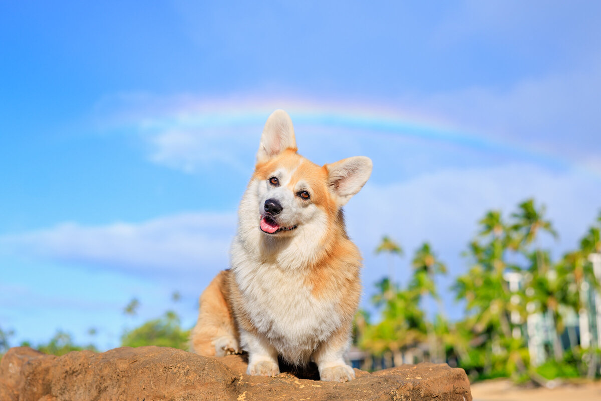 Honolulu Dog Photographer-7