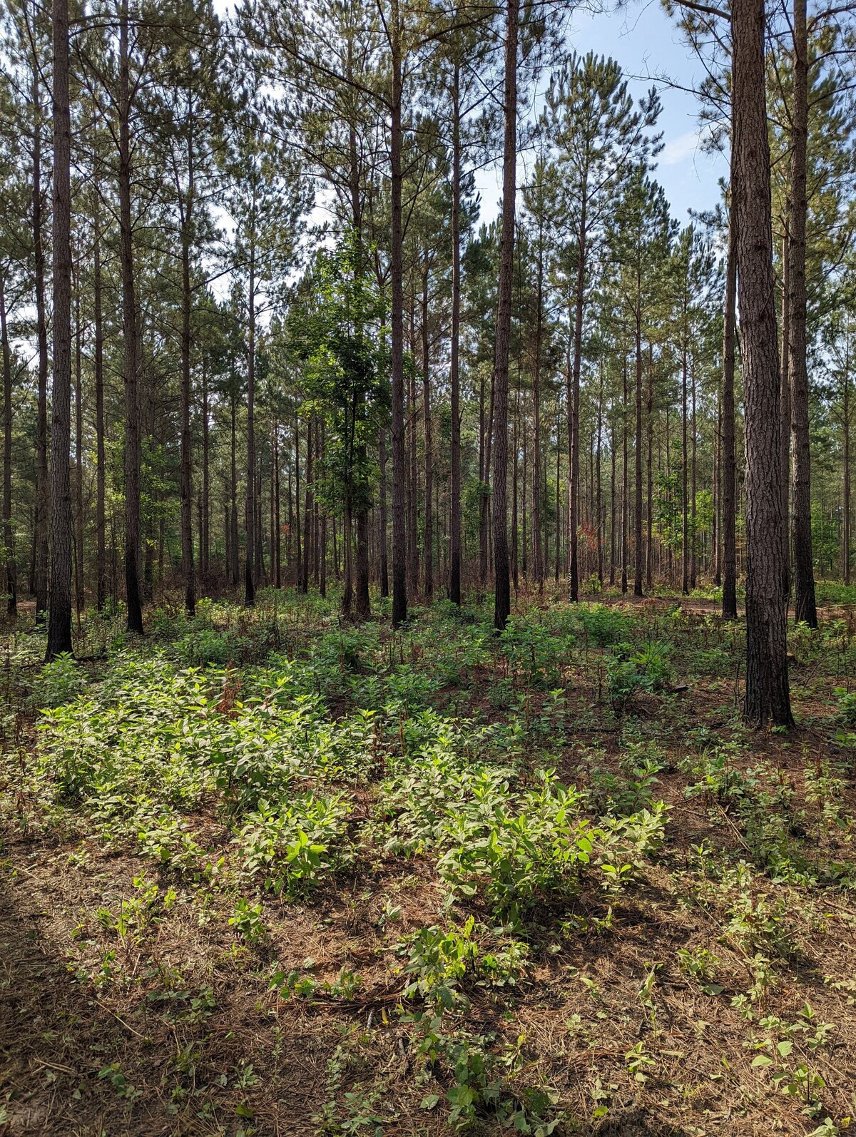 ground-covered-in-brush-in-wooded-area-with-tall-trees