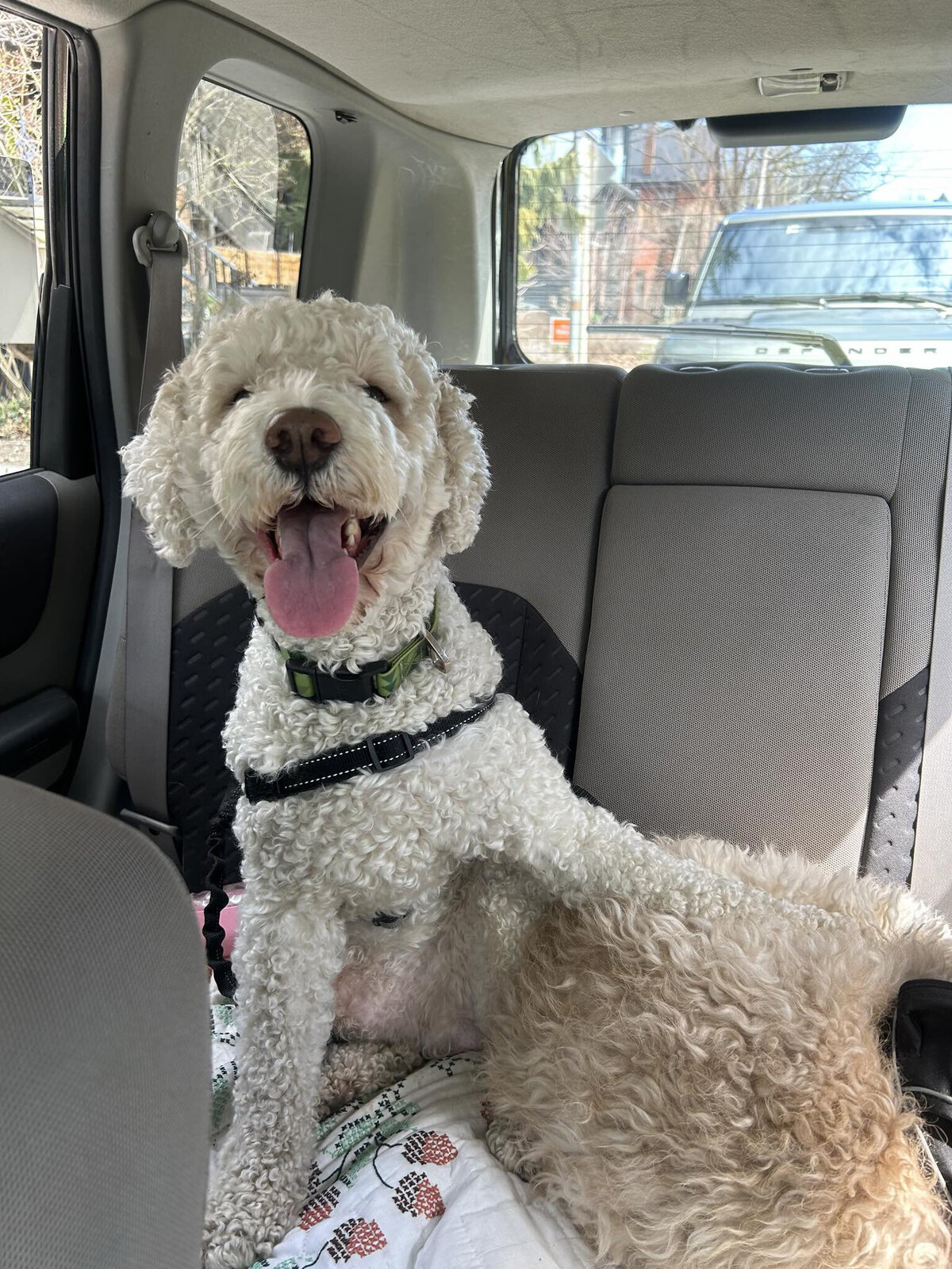 HamiltonToronto-PetSitting-001