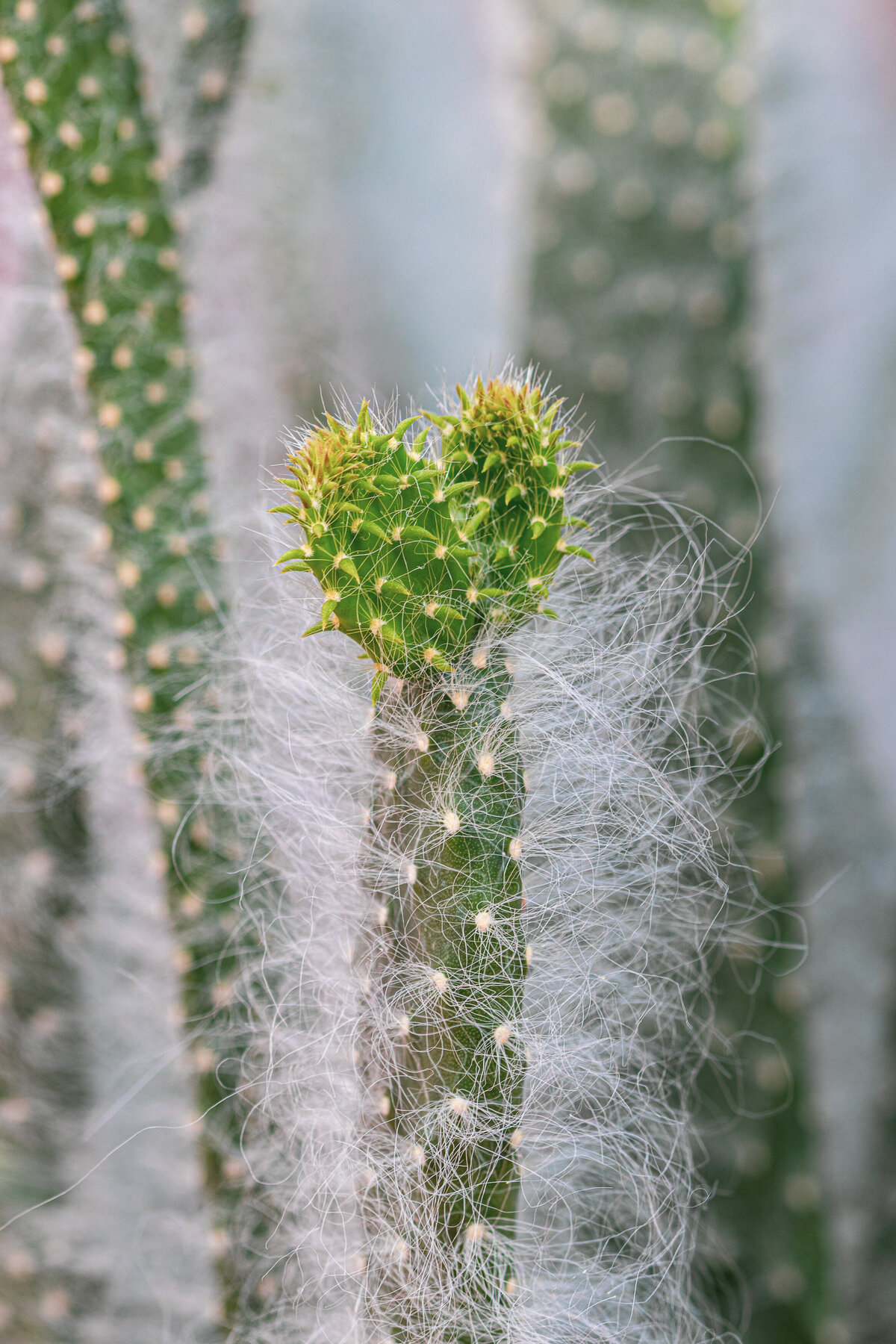 cactus_heart_4787_C1