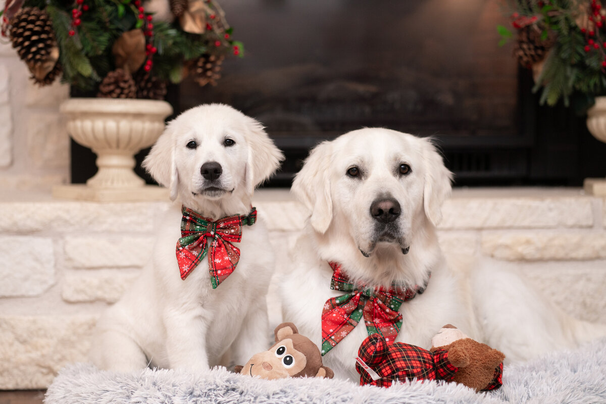 Austin Texas Family photo of puppy by the fireplace.