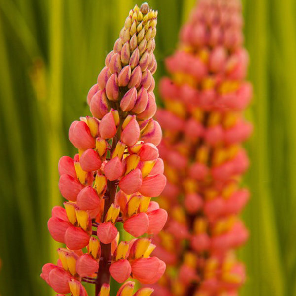 Lupinus_Tower_peach1