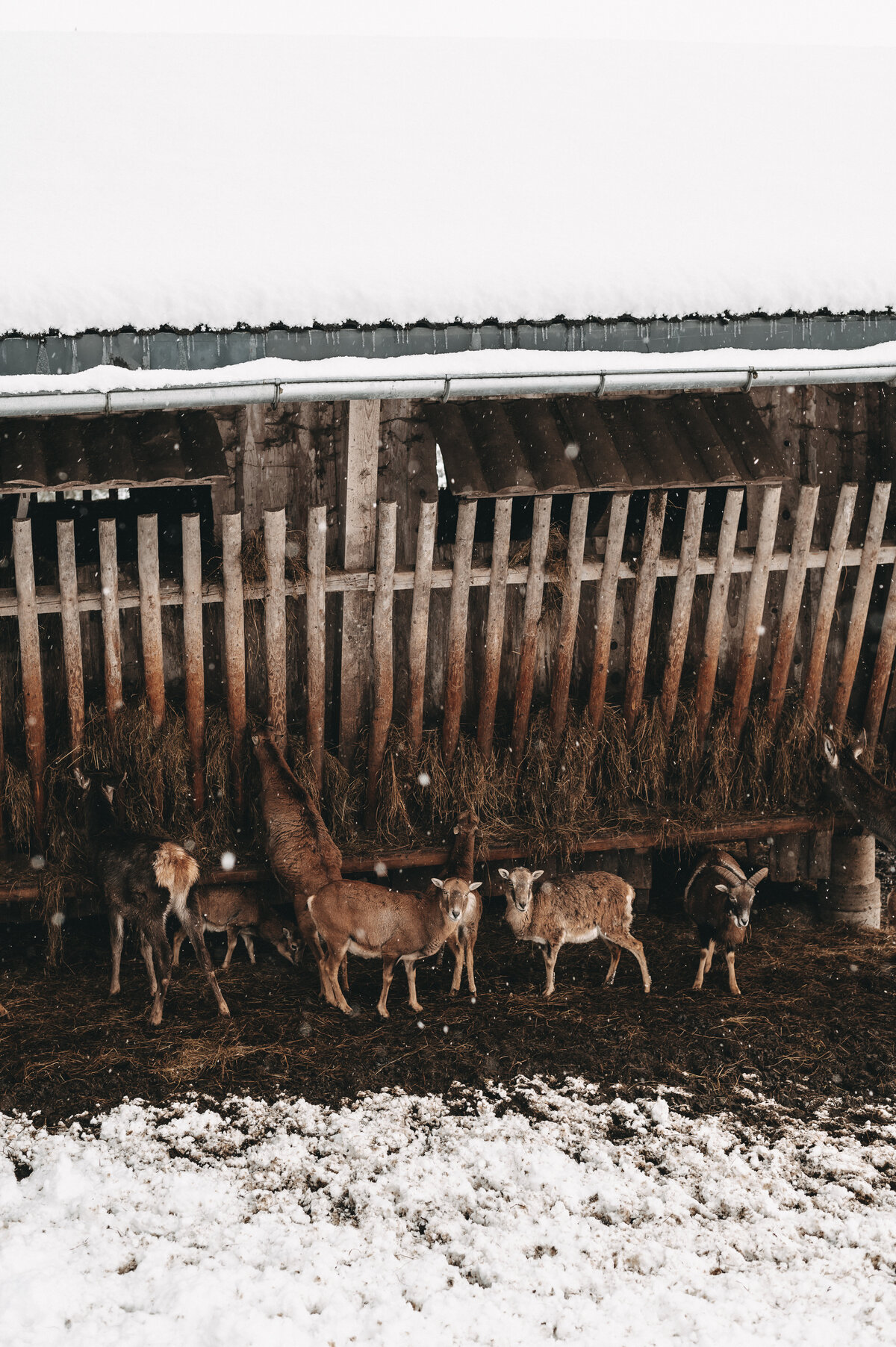 tiere-jufenalm-wildgehege-winter2