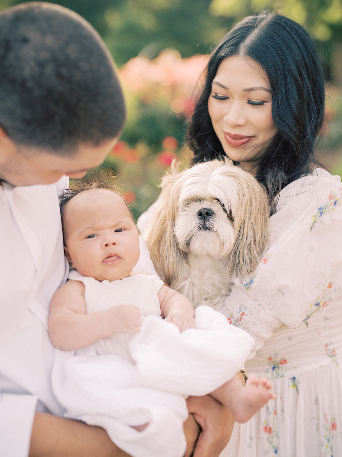 Baby girl is held by her father as her mother stands next to her holding their small family dog in a rose garden.