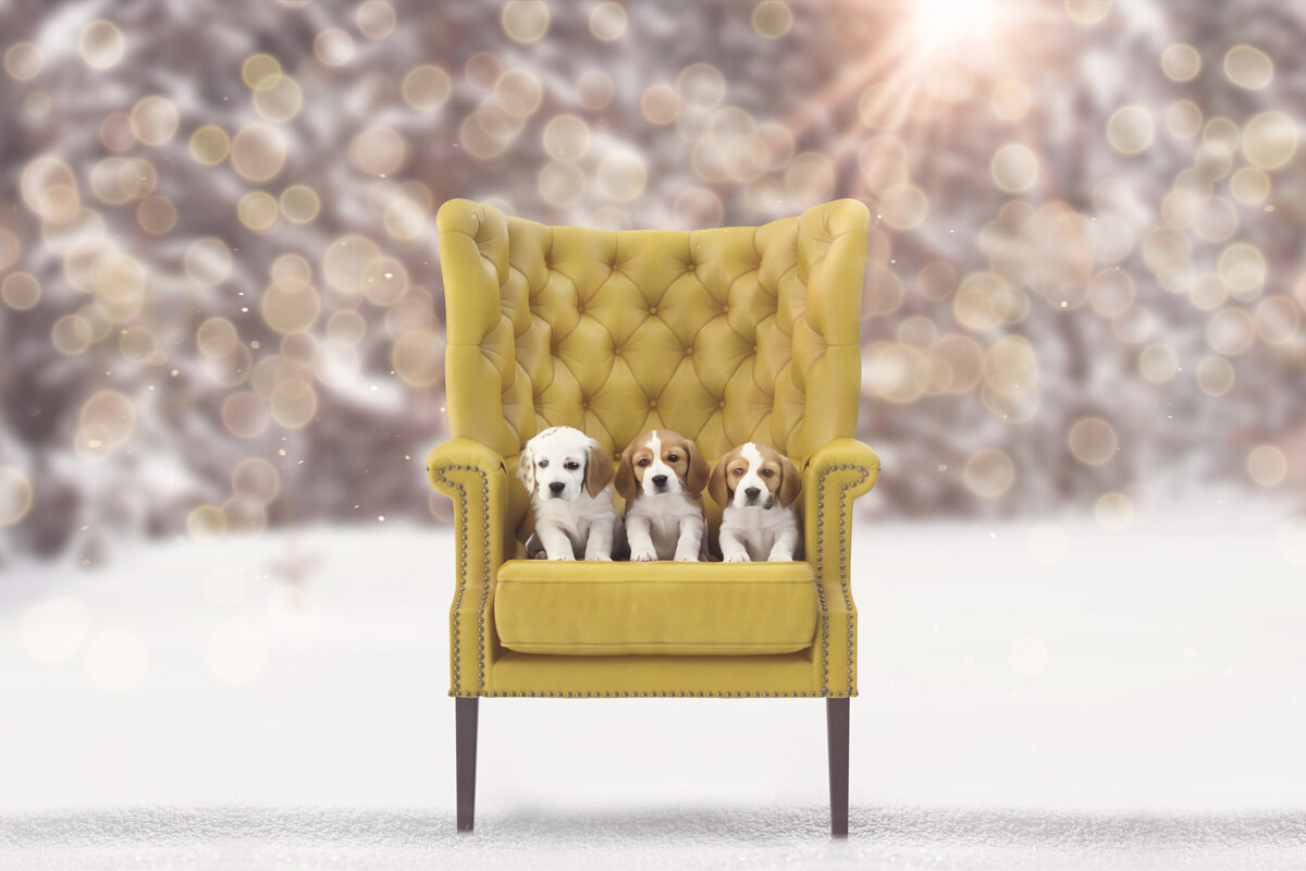 three puppies on a chair