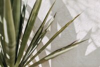 elizabeth-pishal-FrFQ_B7hfAw-unsplash
