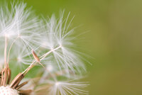 Life Will Take Root