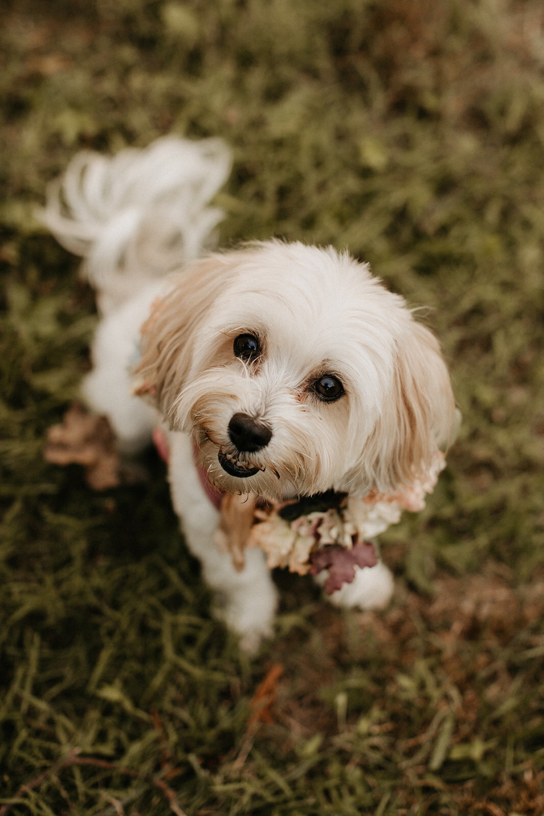 223_Jennifer_Ryan_Micro_Wedding_7.25.20-835