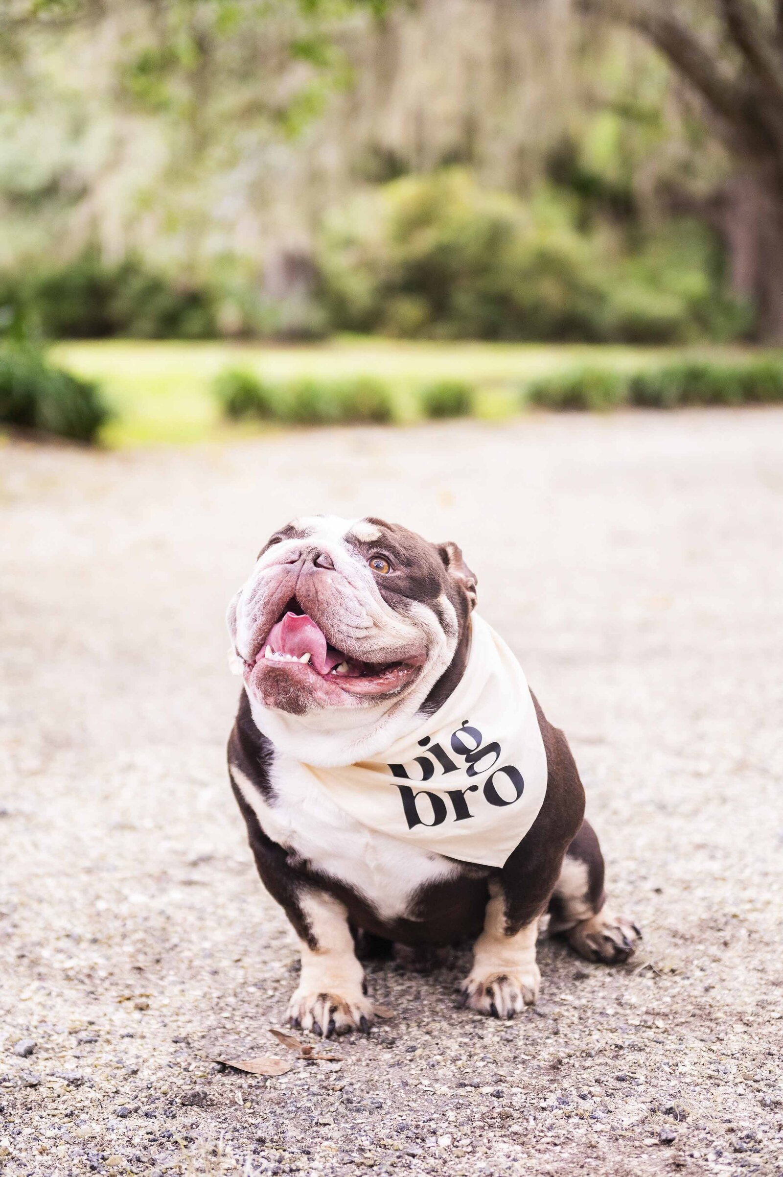 Pregnancy Announcement