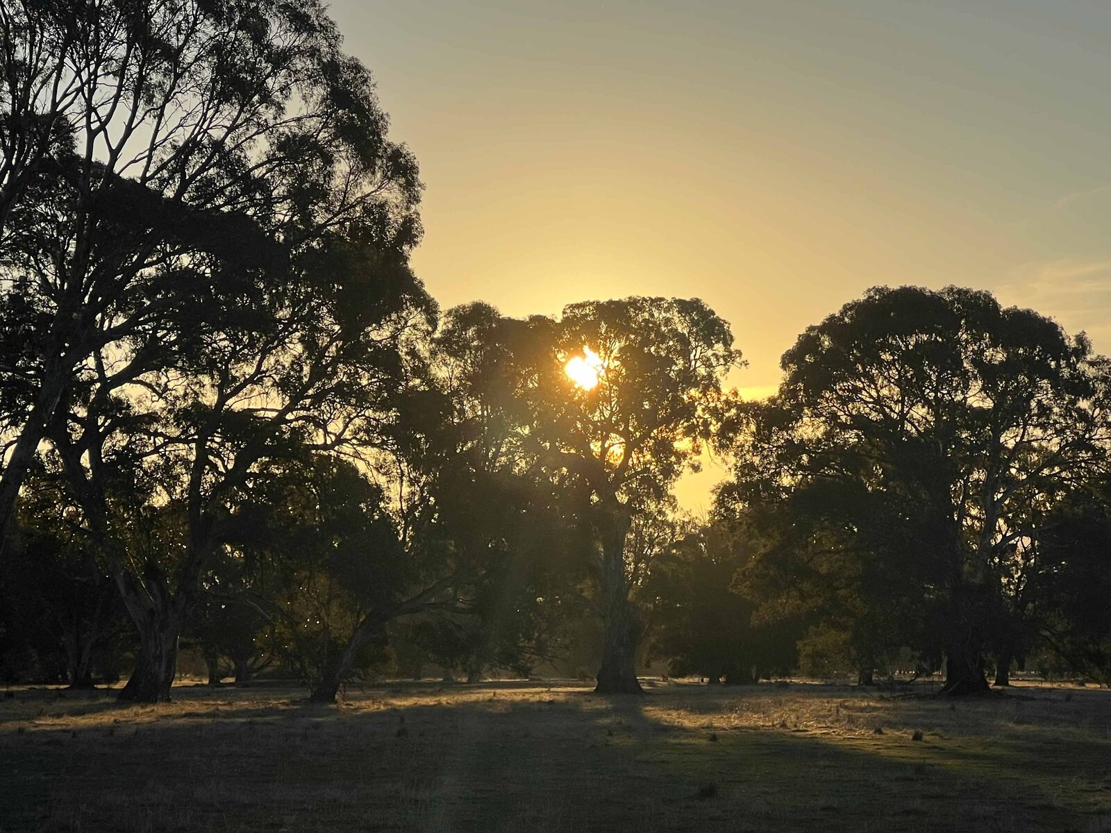 large Wirreanda-Farm-trees-sunset