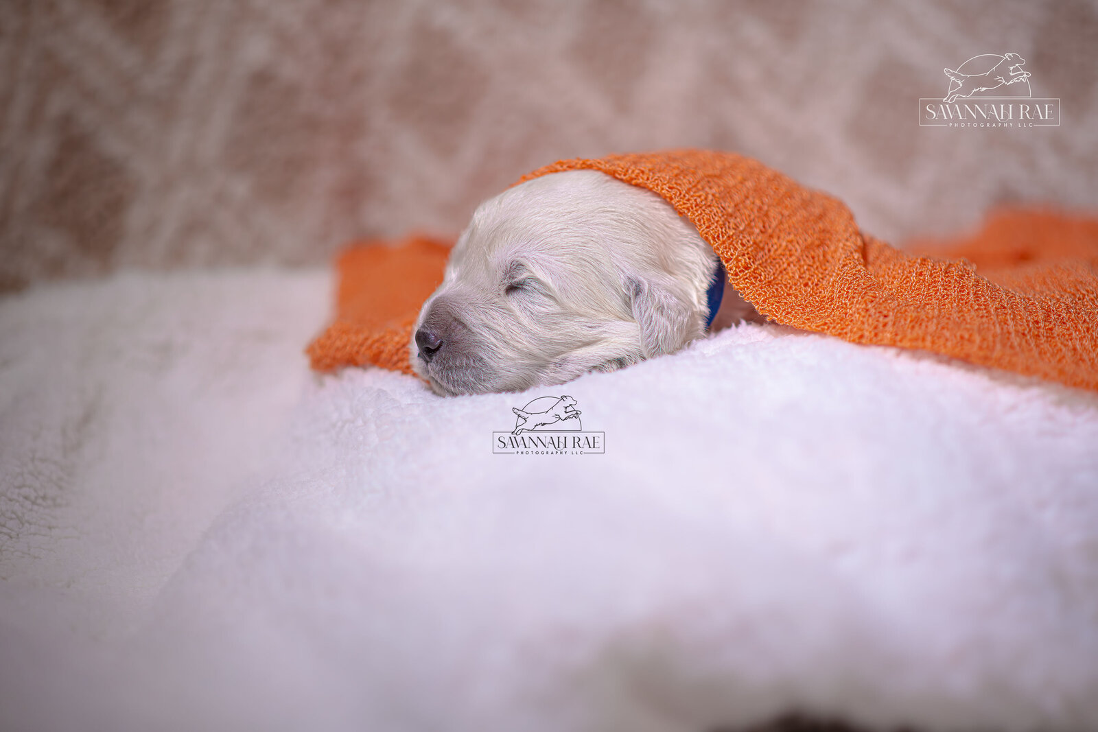 Puppy 2 week-5 copy