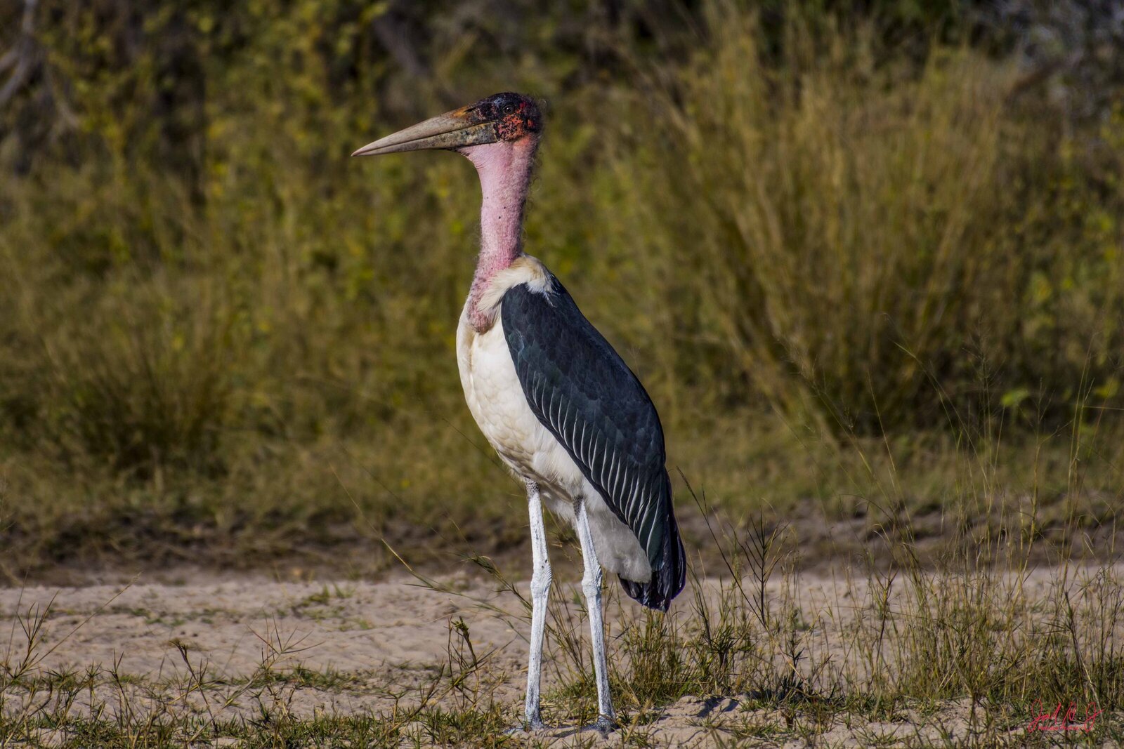 2017 Bird (6)