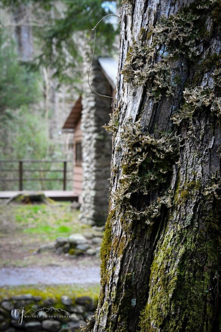 Elkmont Great Smoky Mountains National Park