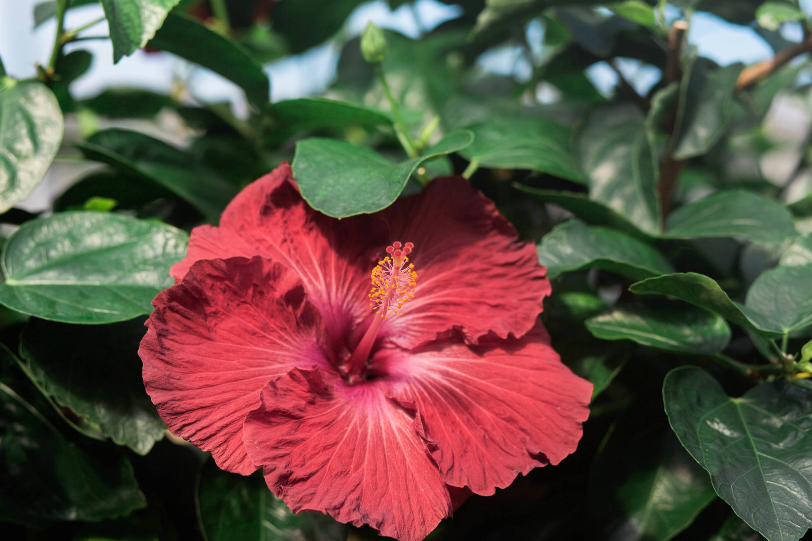 red-hibiscus-flower-garden-pennsylvania-nature-kate-timbers-photography-1365