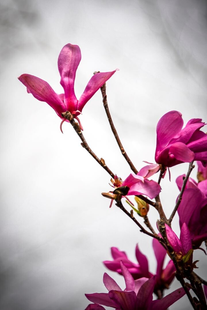 Spring Flowers Sevierville TN