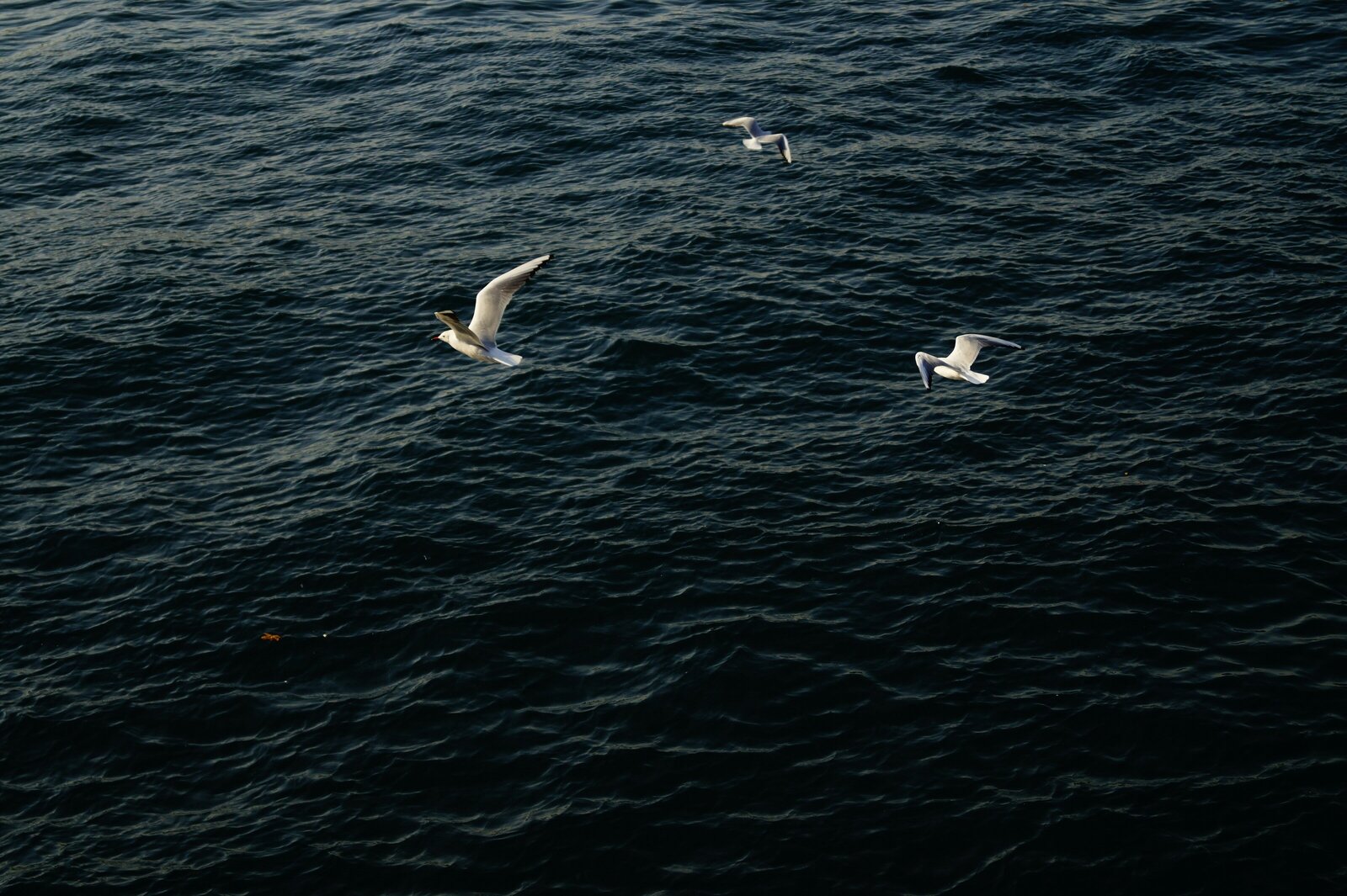The Breeze - Photo 3