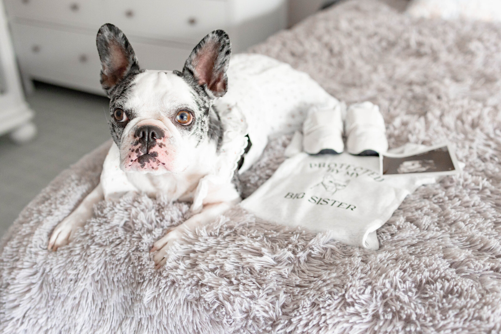 Maternity Session with dog and baby shoes