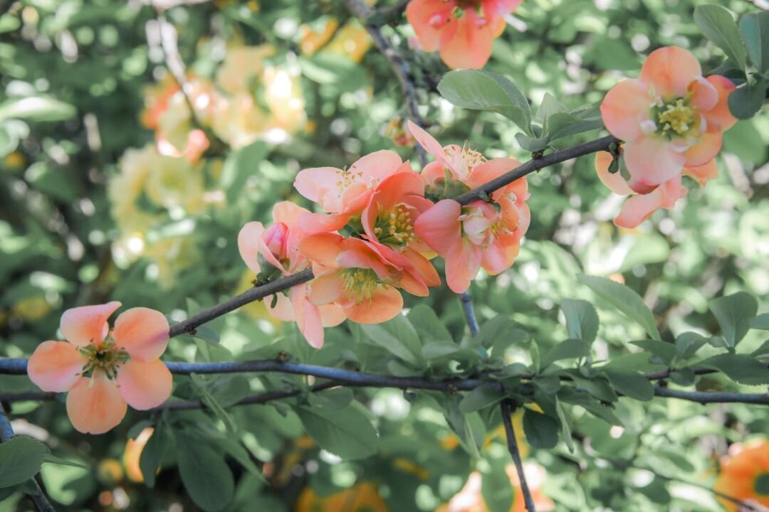 Spring Flowers Pigeon Forge TN