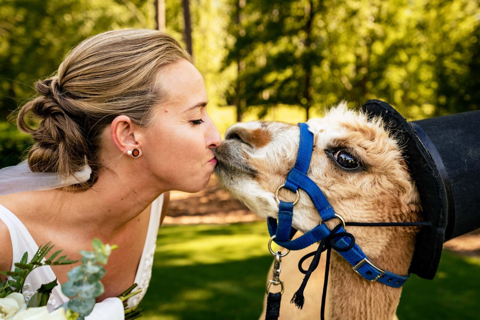 Woman in a wedding dress "kisses" an alpaca in a top hat at Chapel Hill Carriage House