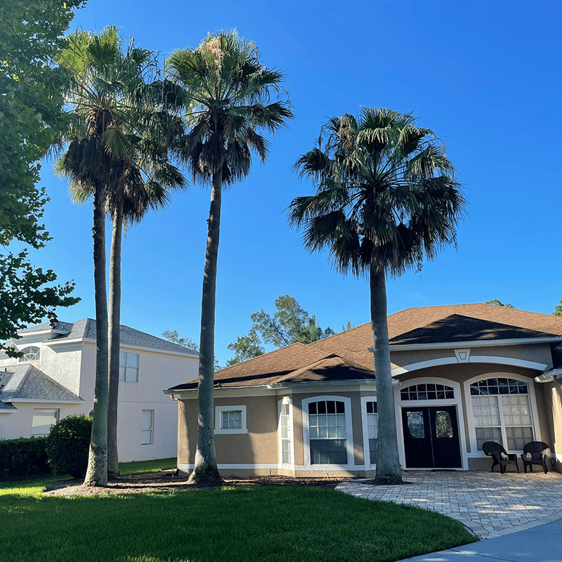 East-Coast-Landscaping-Palm-Tree-Trimming-before (1)