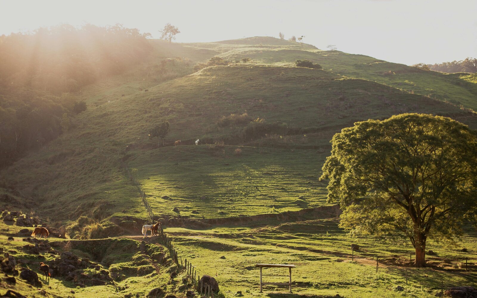 pexels-edwardeyer-677844