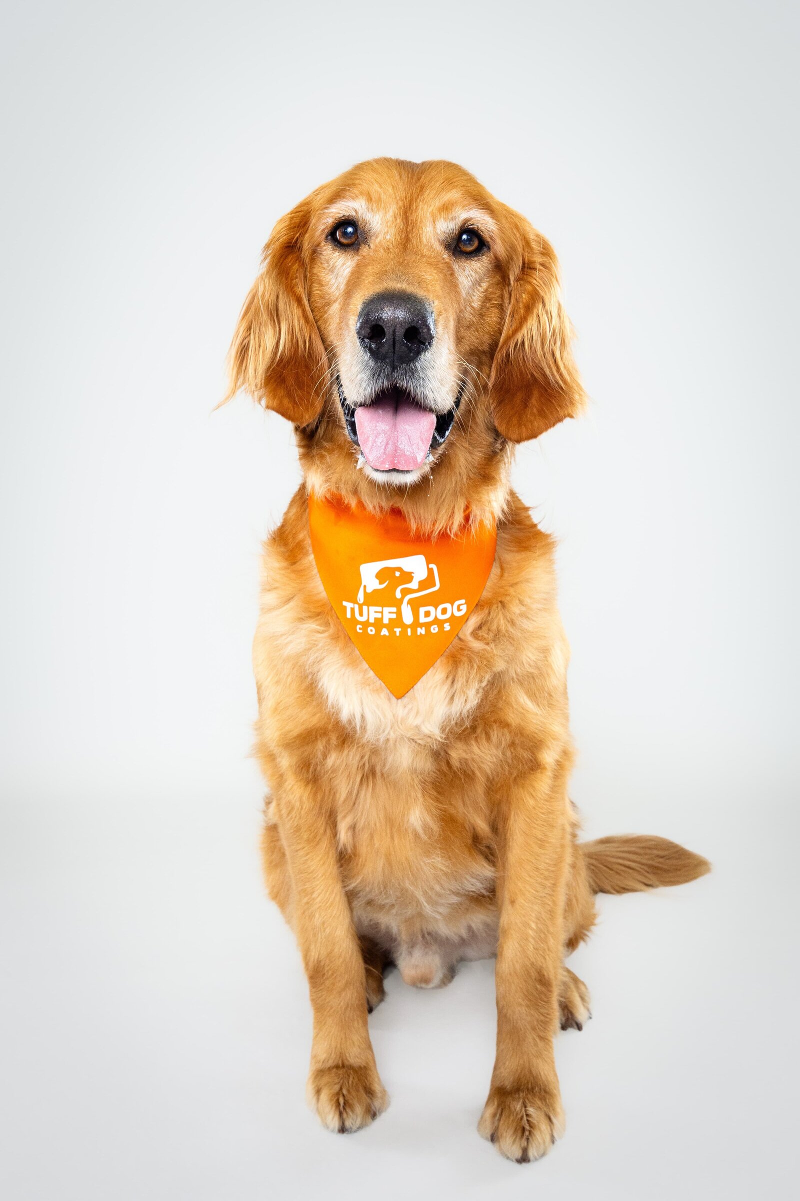 The Beloved Pup Photo Studio - Birmingham, Alabama Commercial Dog Photographer 23