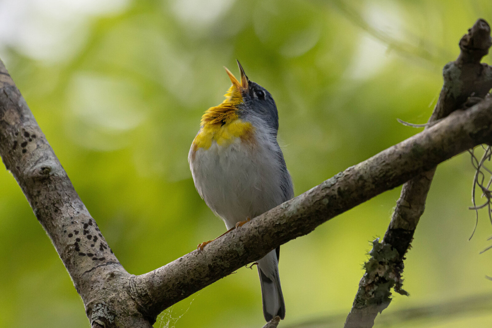 Northern Parula_Beastbird Media