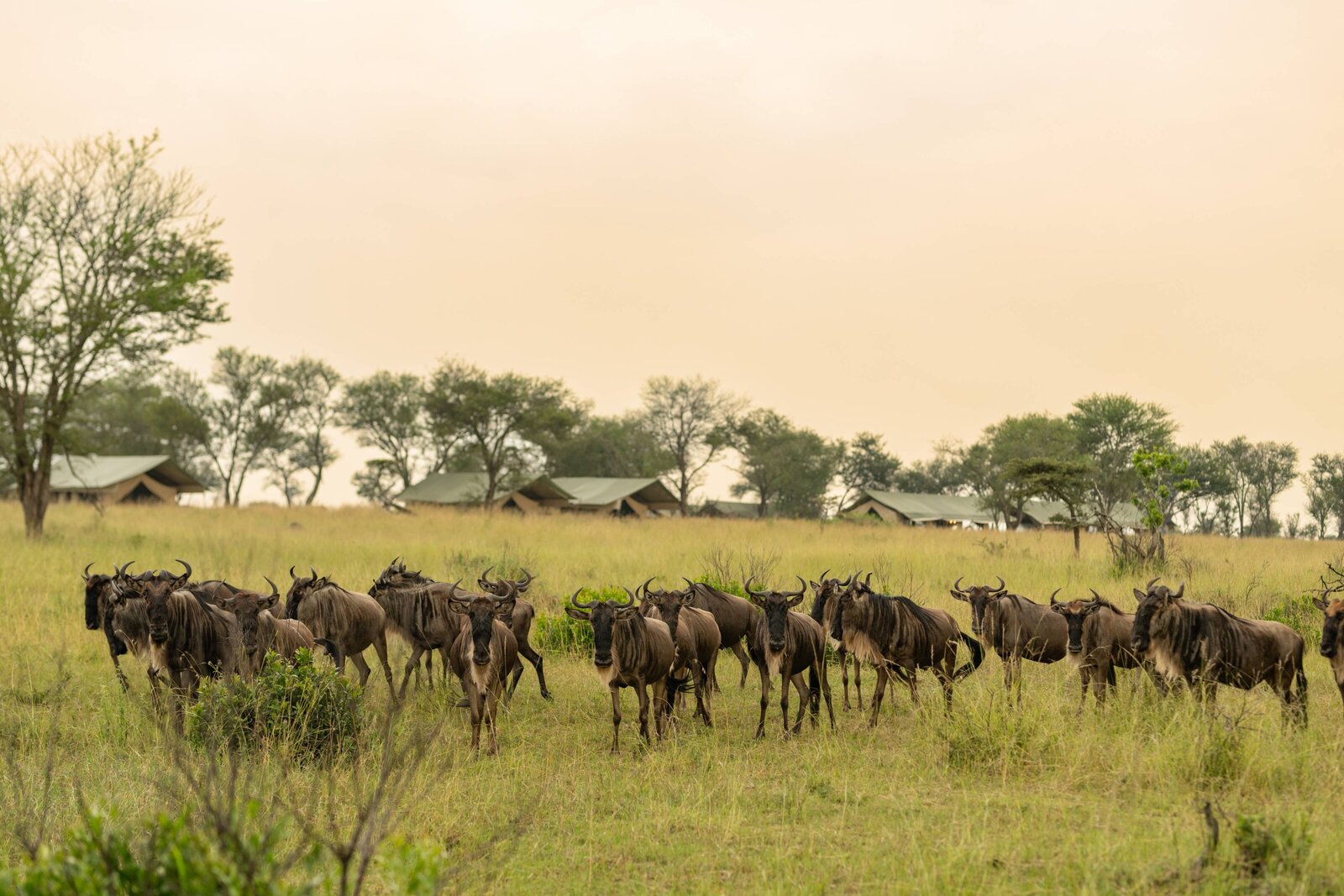 Sundowners Serenegti