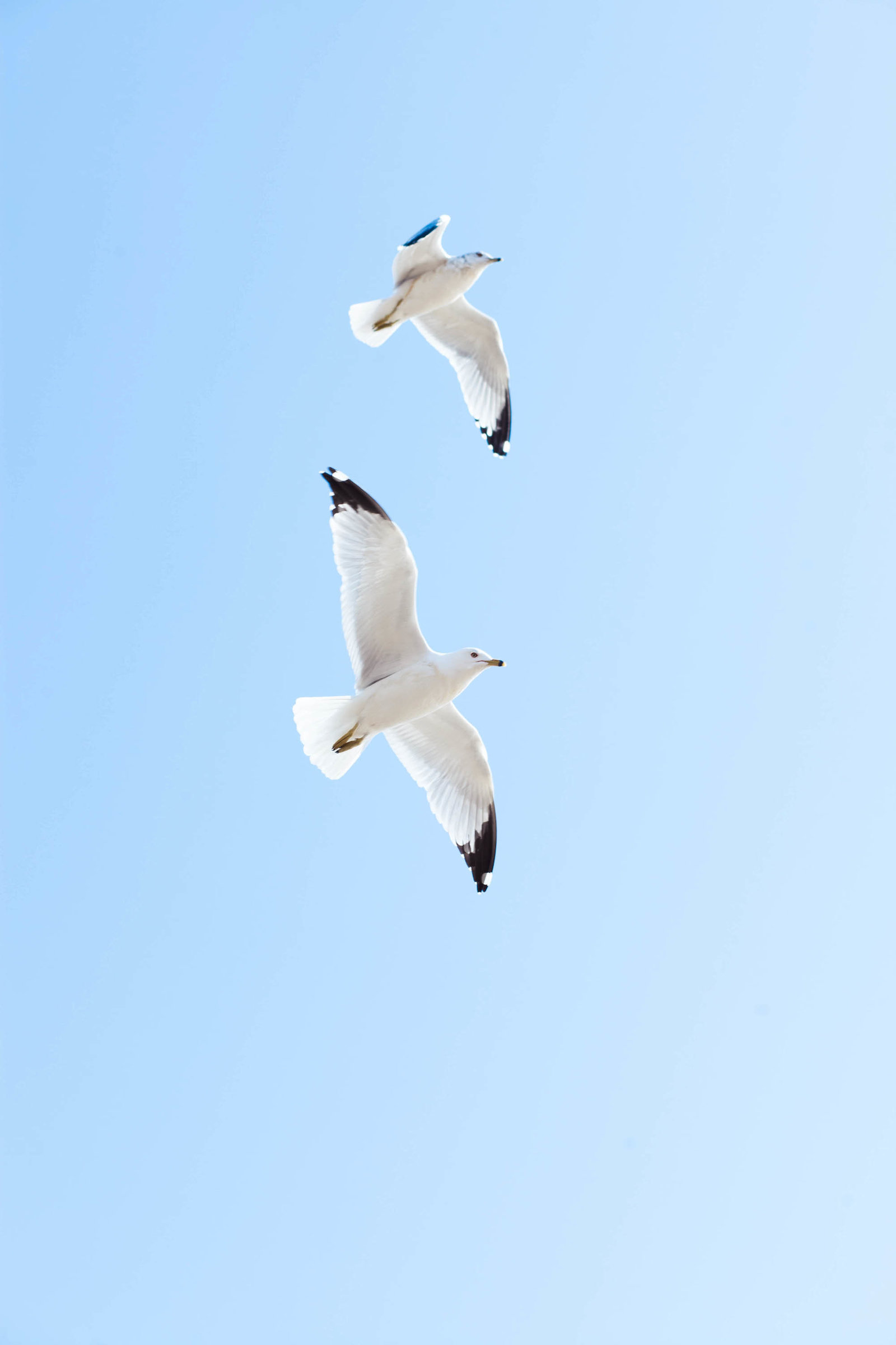 seagulls-flying-georgetown-washington-dc-kate-timbers-photography-1247