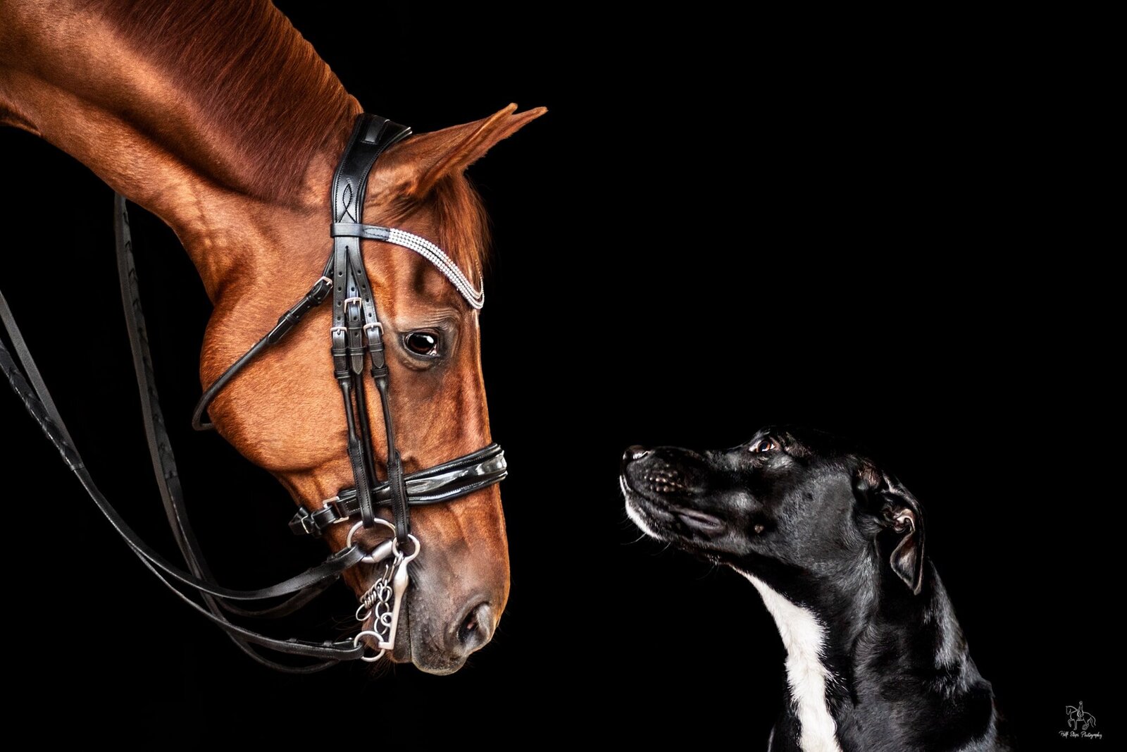 12. Sydney Equine and Dog Photographer rescue dog and horse