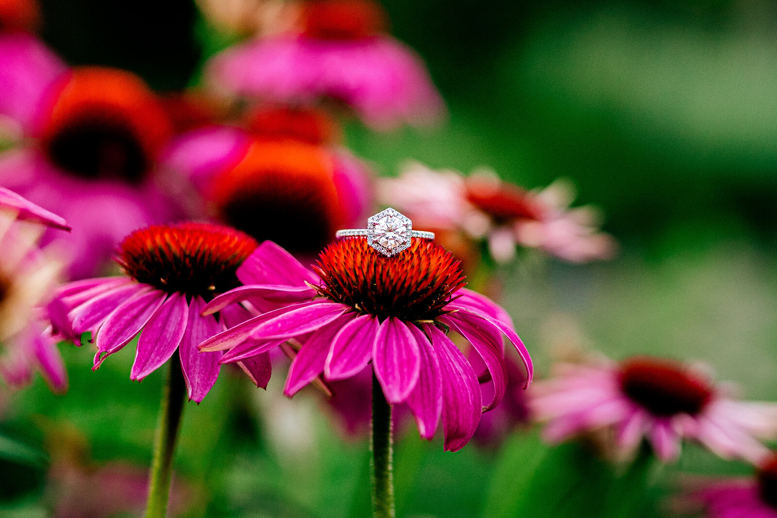 A diamond engagement ring sitting on top of a vibrant pink daisy during an engagement session at Green Spring Gardens Park in Northern Virginia