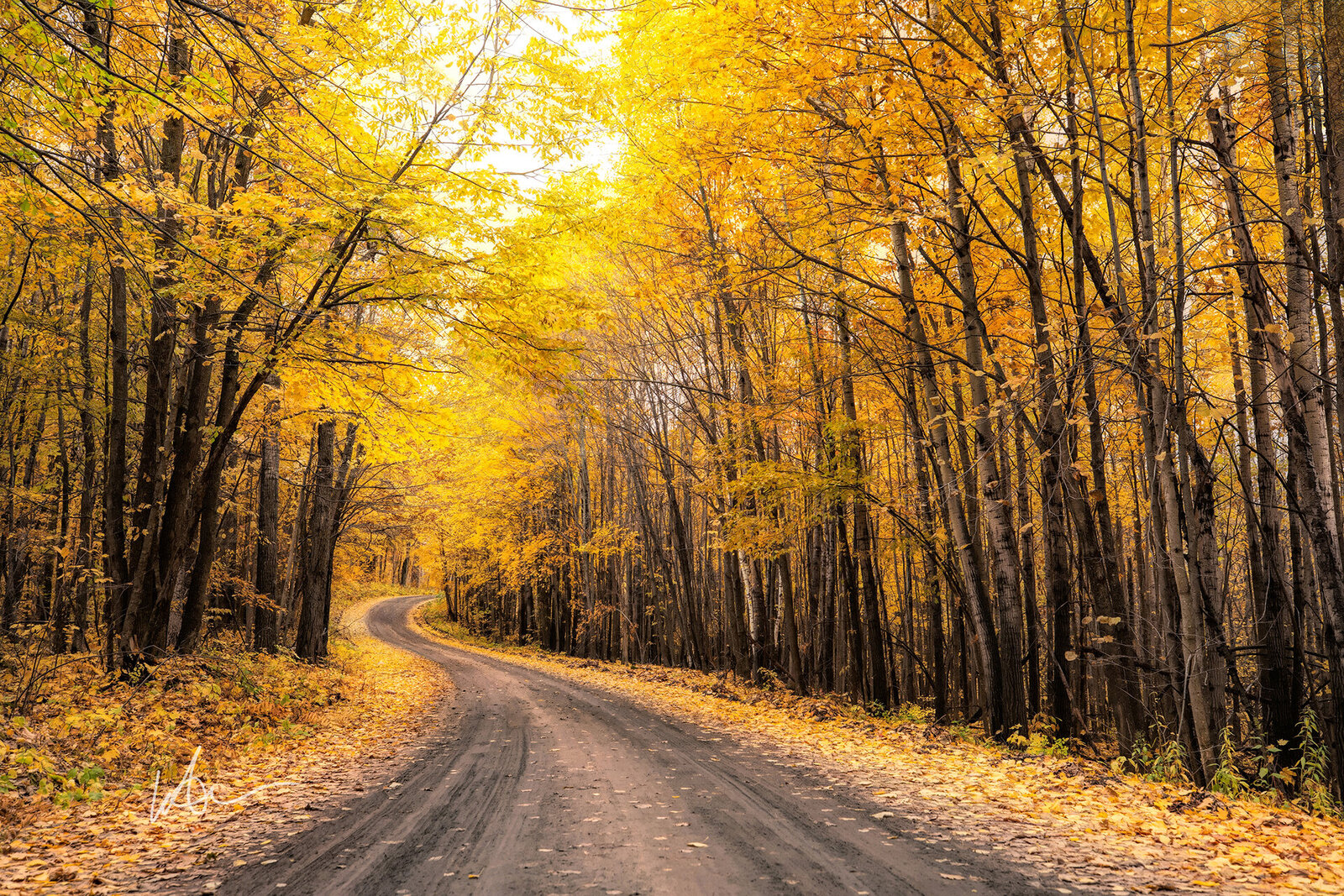 October Fall Paul Bunyan State Forest