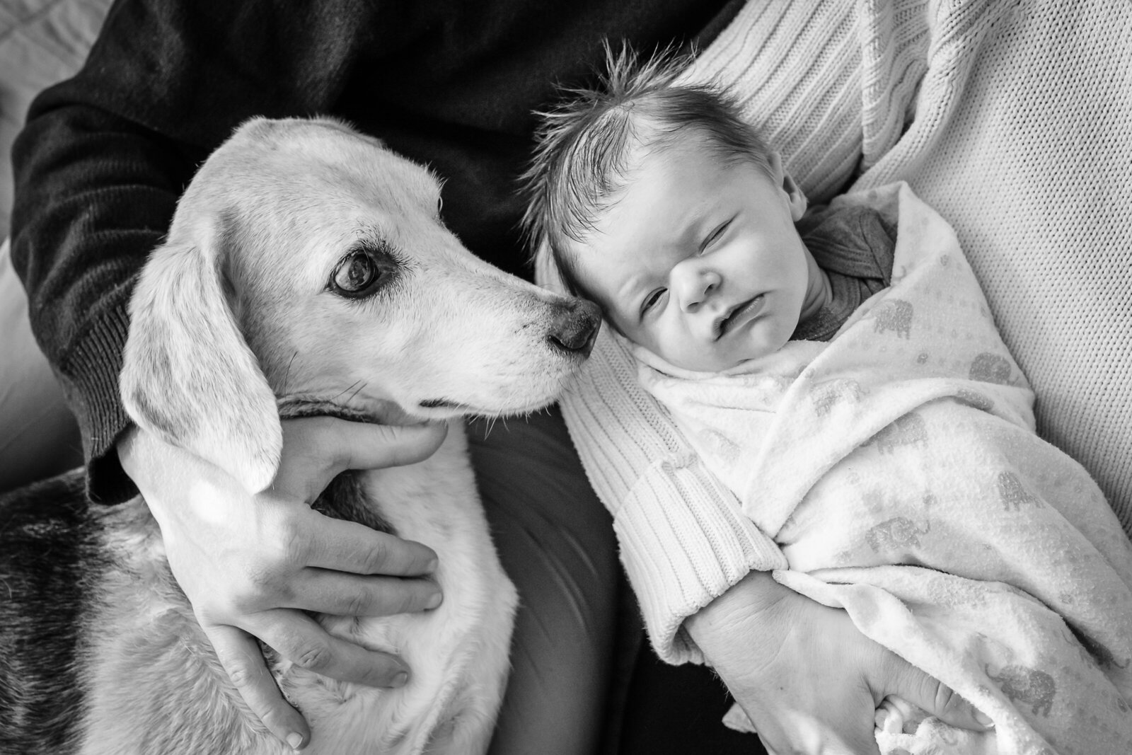 A black and white photograph of a newborn baby lying next to a family dog. The baby is swaddled and appears peaceful, while the dog lies calmly beside the baby.