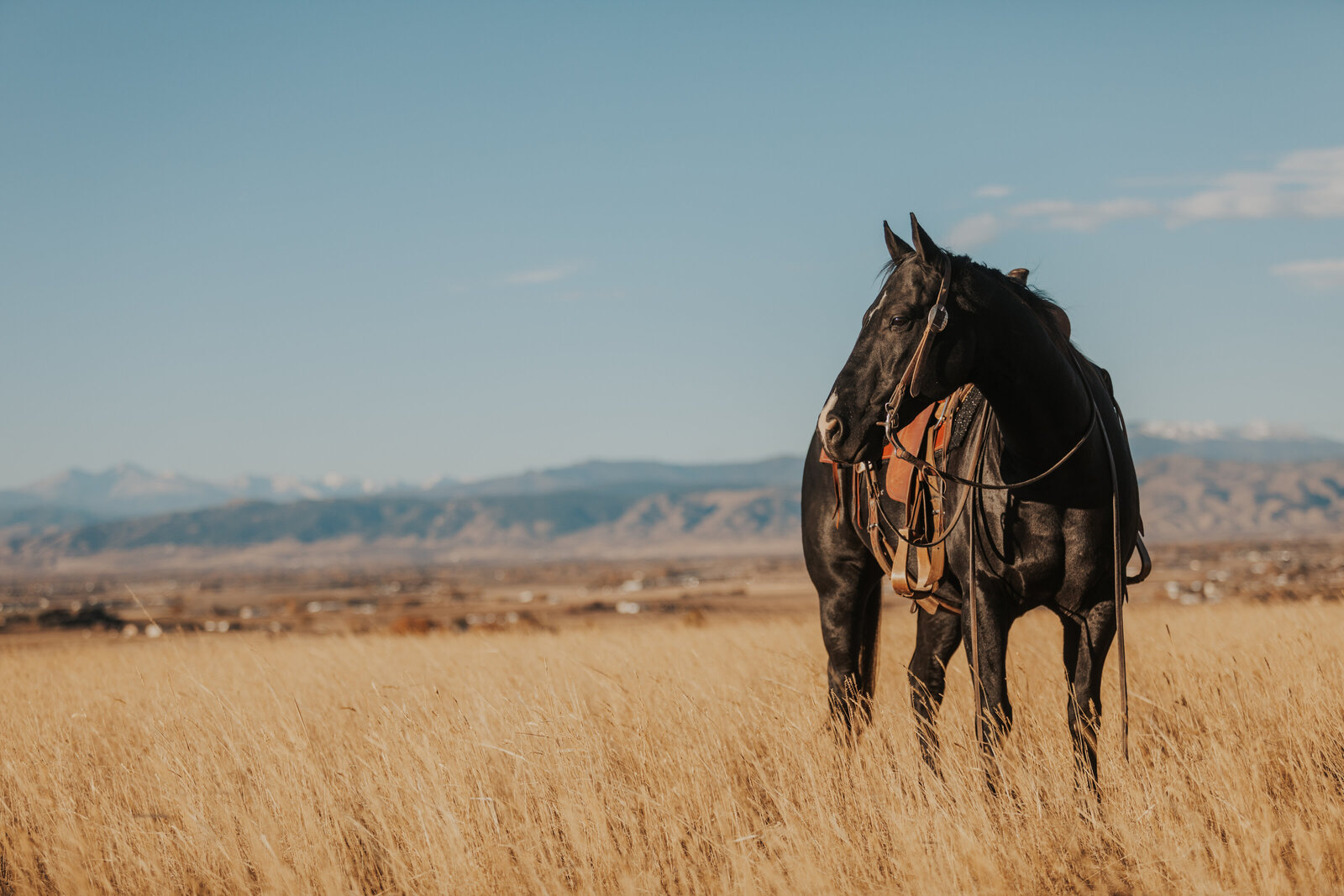 Ranch gelding posed with colorado mountains in the background